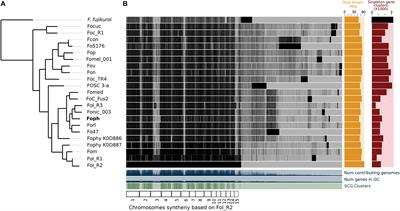 Putative Novel Effector Genes Revealed by the Genomic Analysis of the Phytopathogenic Fungus Fusarium oxysporum f. sp. physali (Foph) That Infects Cape Gooseberry Plants